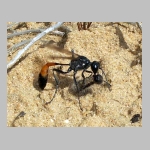 Ammophila sabulosa - Sandwespe 03f 19mm mit Clostera sp-Raupe.jpg